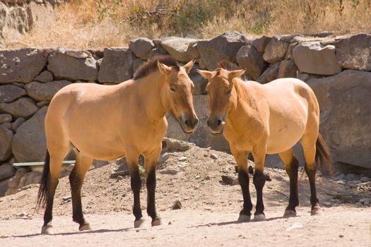 Horses Przhevalsky in Armenia.