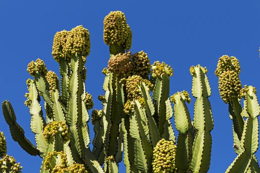 Beautiful cactus in Balboa Park, San Diego, California.