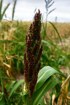 Barnyard millet. Echinochloa esculentaor Japanese millet