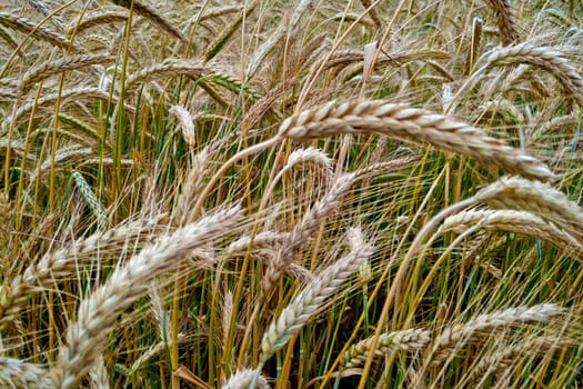 golden wheat field and sunny day