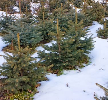Perkalsky Dendrological nursery (foot of Mashuk),Northern Caucasus,Russia.