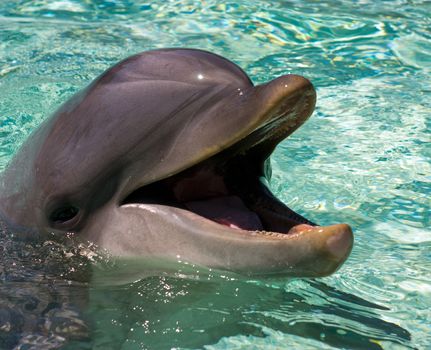 Dolphins close-up
