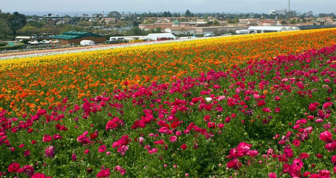Rows of colorful flowers