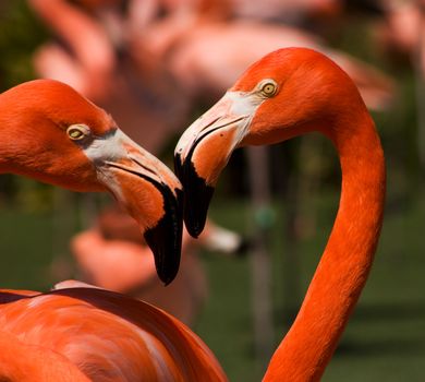 A couple of bright red flamingo birds,California.