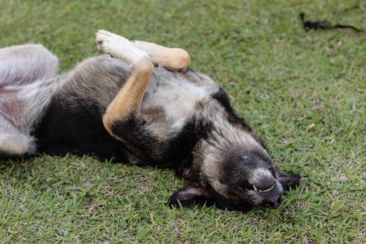 a closeup shoot to cute adult stray dog rolling on grass - gray tone dominant. photo has taken at izmir/turkey.