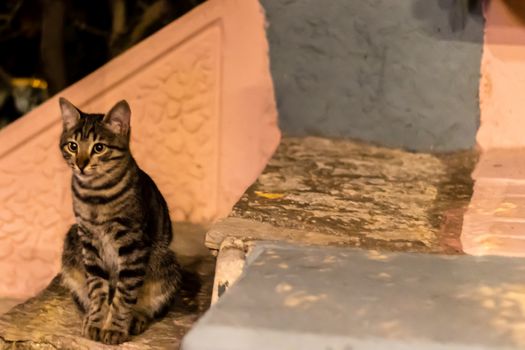 a little stray cat is sitting on floor - good looking close shoot. photo has taken at izmir/turkey.