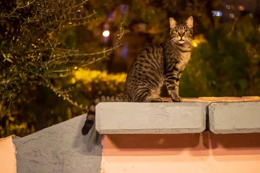 a noble looking stray cat sitting on wall - this night shoot got very nice lightning. photo has taken at izmir/turkey.