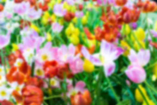 Abstract blurred Colorful tulips background
