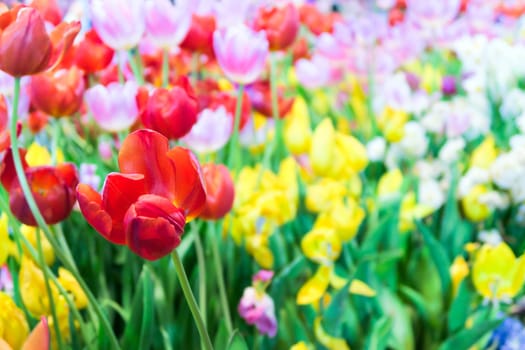 view of Colorful tulips background