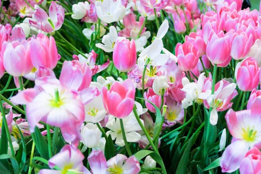 view of Colorful tulips background