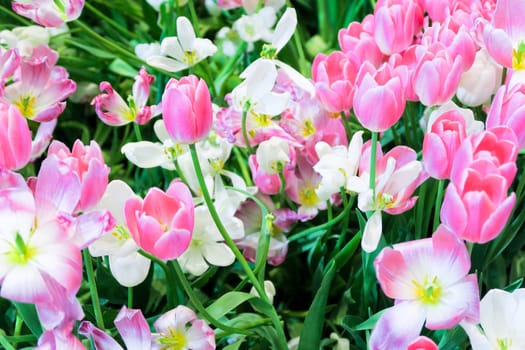 view of Colorful tulips background