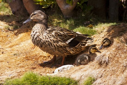 Mother duck keeps her baby ducks close.
