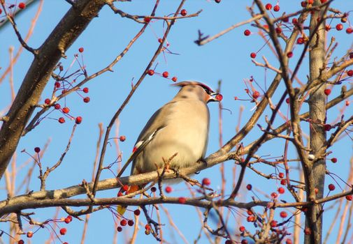 The bird eats berries in winter. Food for birds in winter.