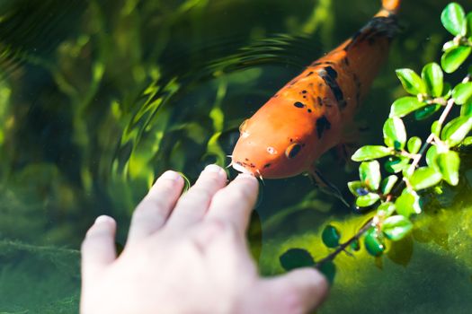 kois fish eating from hand