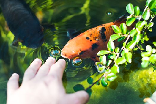 kois fish eating from hand