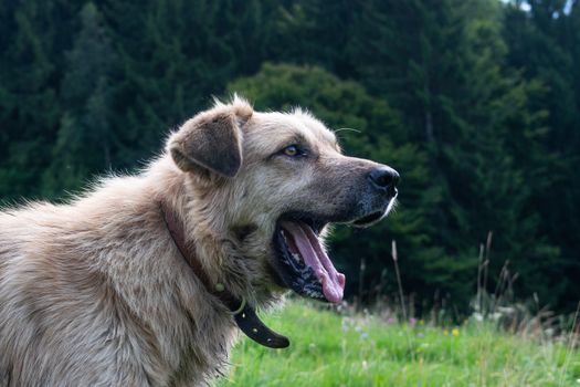 A beautiful dog barking to protect his owners in the nature, green and blurry background