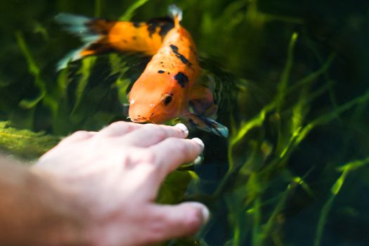 kois fish eating from hand