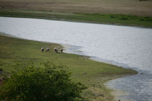sheeps grazing by the river Rhein in Germany