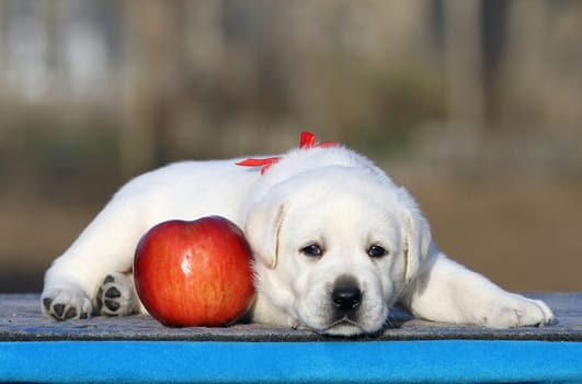 the little labrador puppy on a blue background