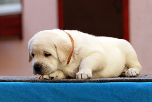 a nice little labrador puppy on a blue background