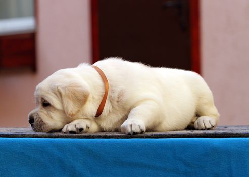 the nice little labrador puppy on a blue background