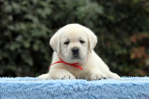 the sweet nice little labrador puppy on a blue background