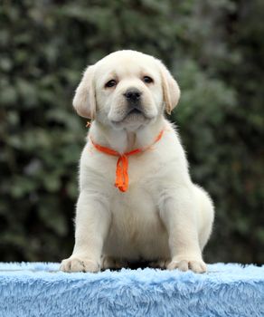 cute sweet nice little labrador puppy on a blue background