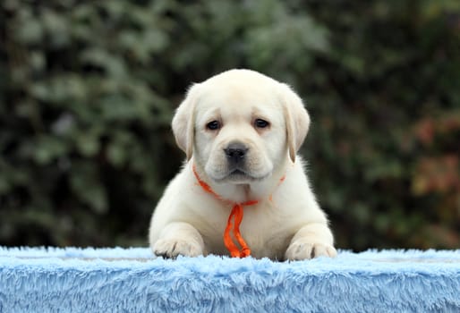 sweet nice little labrador puppy on a blue background