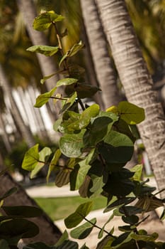 Dominican Vegetation Detail of a tropical plant