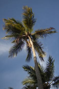 Dominican palm tree in a sunny day