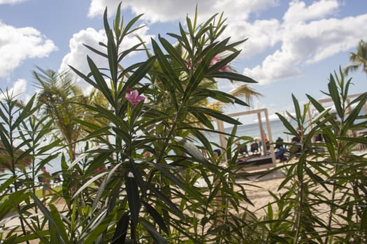 Dominican Vegetation Detail of a tropical plant