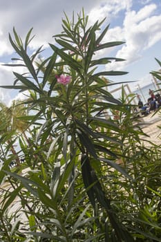 Dominican Vegetation Detail of a tropical plant