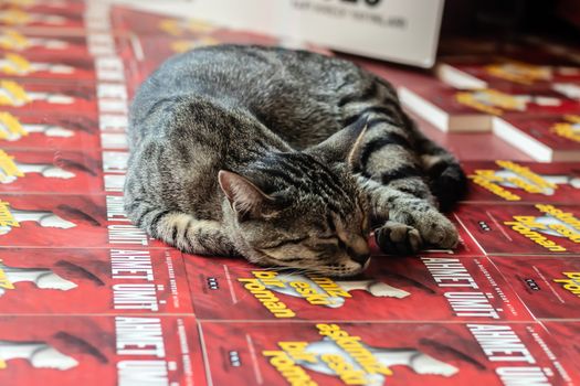 cute gray stray cat is sleeping at a bookseller's showcase - background is red. photo has taken at izmir/turkey.