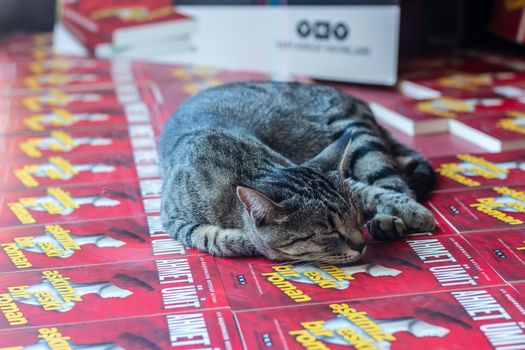 cute gray stray cat is sleeping at a bookseller's showcase. photo has taken at izmir/turkey.