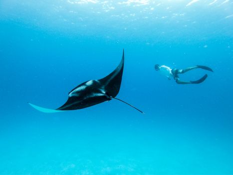 Male free diver and Giant oceanic manta ray, Manta Birostris, hovering underwater in blue ocean. Watching undersea world during adventure snorkeling tour on Maldives islands.