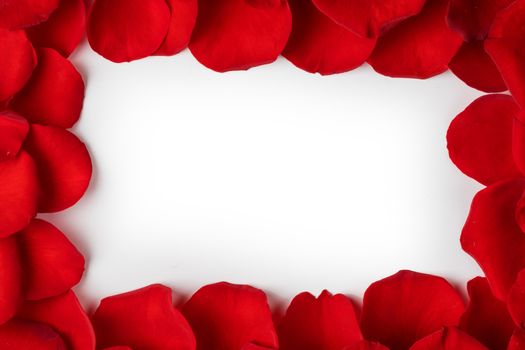 Frame of red rose petals isolated on white background with copy space for text