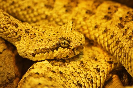 Close up shot of a curled up sidewinder (Crotalus cerastes), a venomous pitviper snake, also known as the horned rattlesnake and sidewinder rattlesnake. Species found in the desert regions of the southwestern United States and northwestern Mexico. Mesmerizing snake eye. 
