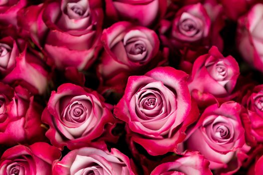 Pink rose flowers background with copy space for text