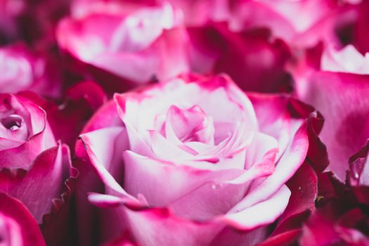 Pink rose flowers background with copy space for text