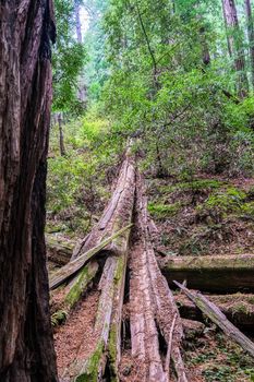 Fallen Redwood Tree in Forest in Muir Woods