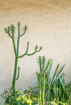 Green Cacii Against Plaster or Stucco Wall