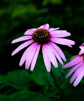 High contrast photo of echinacea flowers with a dark green background and some wet leafs. Medicinal herb / plant.
