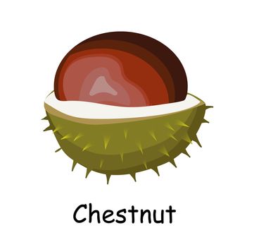 Chestnut fruit. Walnut in barbed skin. Chestnut. Brown. illustration isolated on white background.