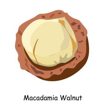 Macadamia nut. The most expensive nut in the world. illustration. Walnut isolated on a white background.