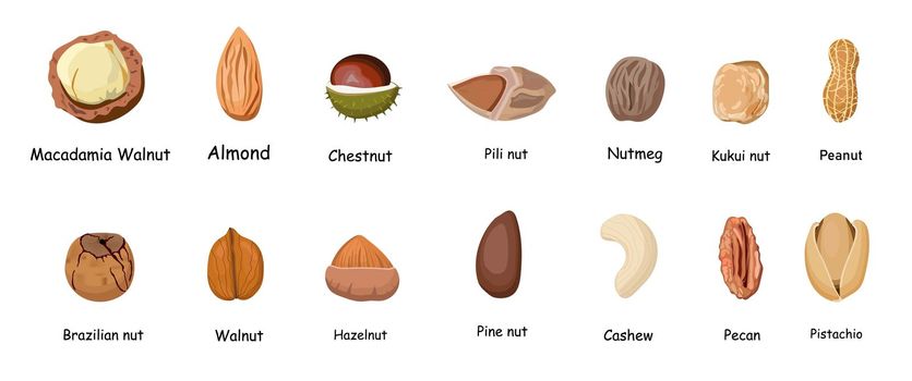 Set of different cartoon nuts illustration isolated on white background. Kawaii peanuts, hazelnuts, walnuts, Brazil nuts, pistachios, cashews, pecans, almonds, macadamia.