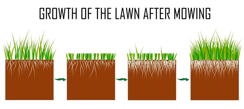Steps of the lawn mowing process - before and after, lawn grass care services, gardening and landscape design, separate illustrations for articles, infographics or instructions on a white background,