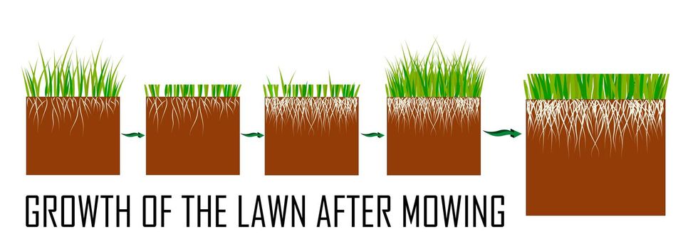Steps of the lawn mowing process - before and after, lawn grass care services, gardening and landscape design, separate illustrations for articles, infographics or instructions on a white background,