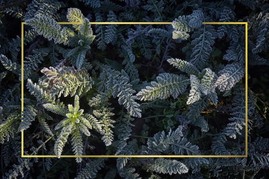 Frozen Green Leaf Background Leaves Texture