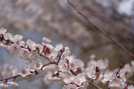 Apricot flower inflorescences on blurred background.