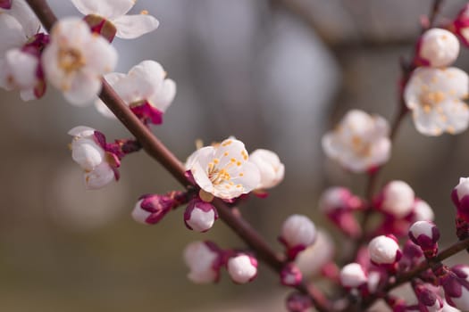 Apricot flower inflorescences on blurred background.